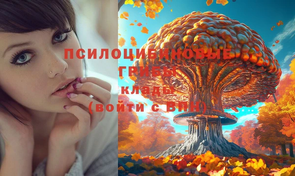 прущие грибы Абинск